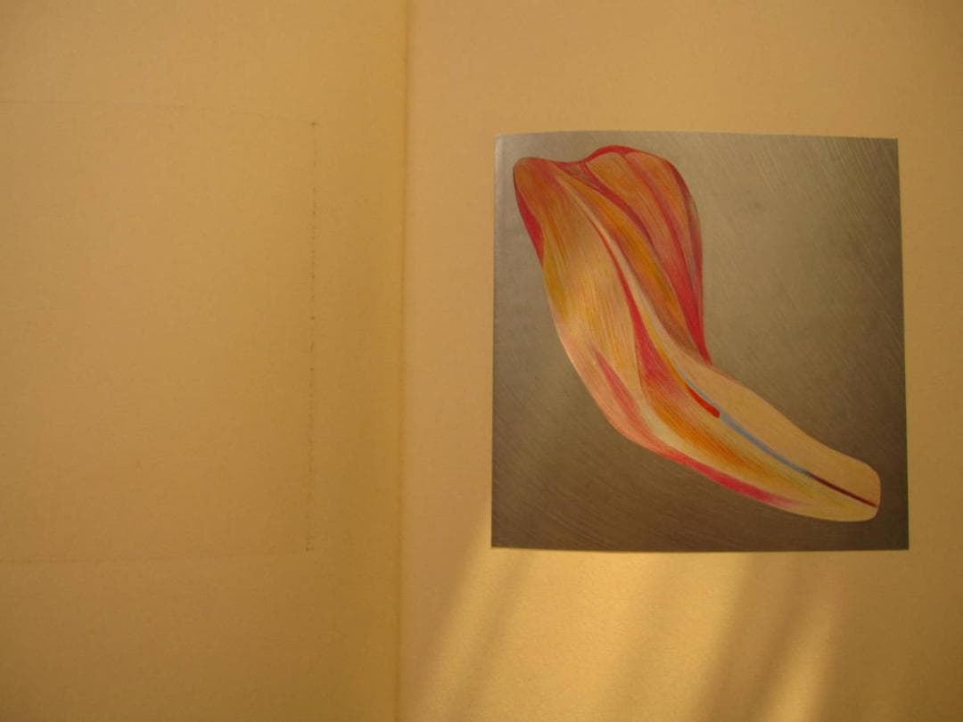 絵次元　谷川晃一　展翅箱　200部限定　肉筆画 一葉付き 直筆サイン　澁澤龍彦