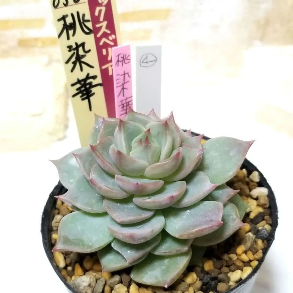 桃染華 ④ 抜き苗 おらいさん 多肉植物 札なし 6cmポット - メルカリ