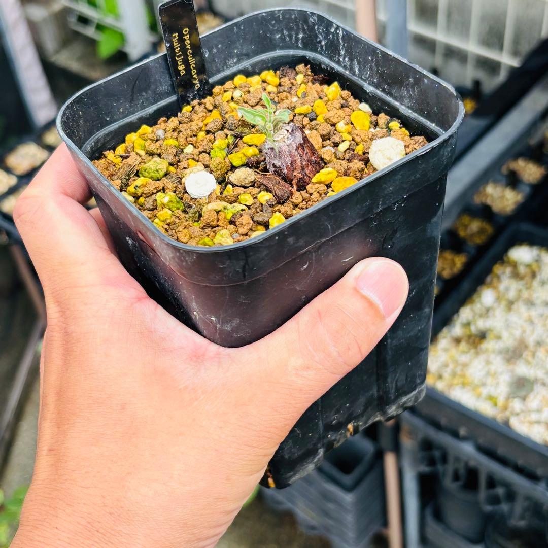 お盆休み特価！ 超希少 オペルクリカリア ムルチジュガ パワータンク