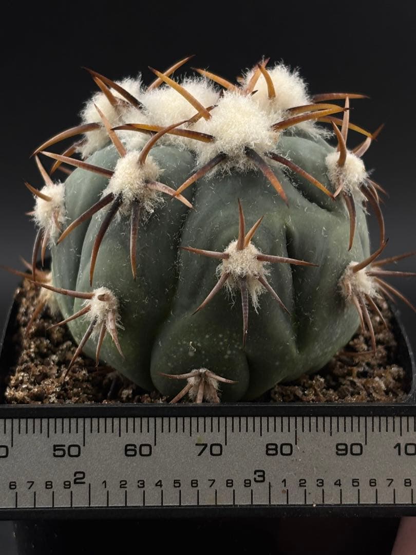 国内繁殖希少苗 強刺 雷帝 エキノカクタス 台付 サボテン - メルカリ