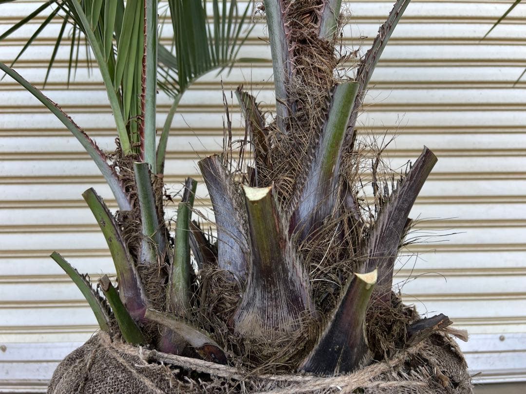 送料込み ココスヤシ シルバーリーフ 株立ち 形状良 新築、鉢植え等に 現品