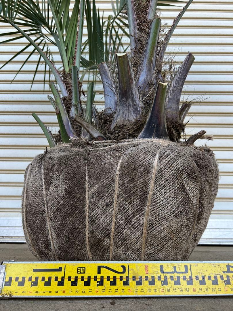 送料込み ココスヤシ シルバーリーフ 株立ち 形状良 新築、鉢植え等に 現品