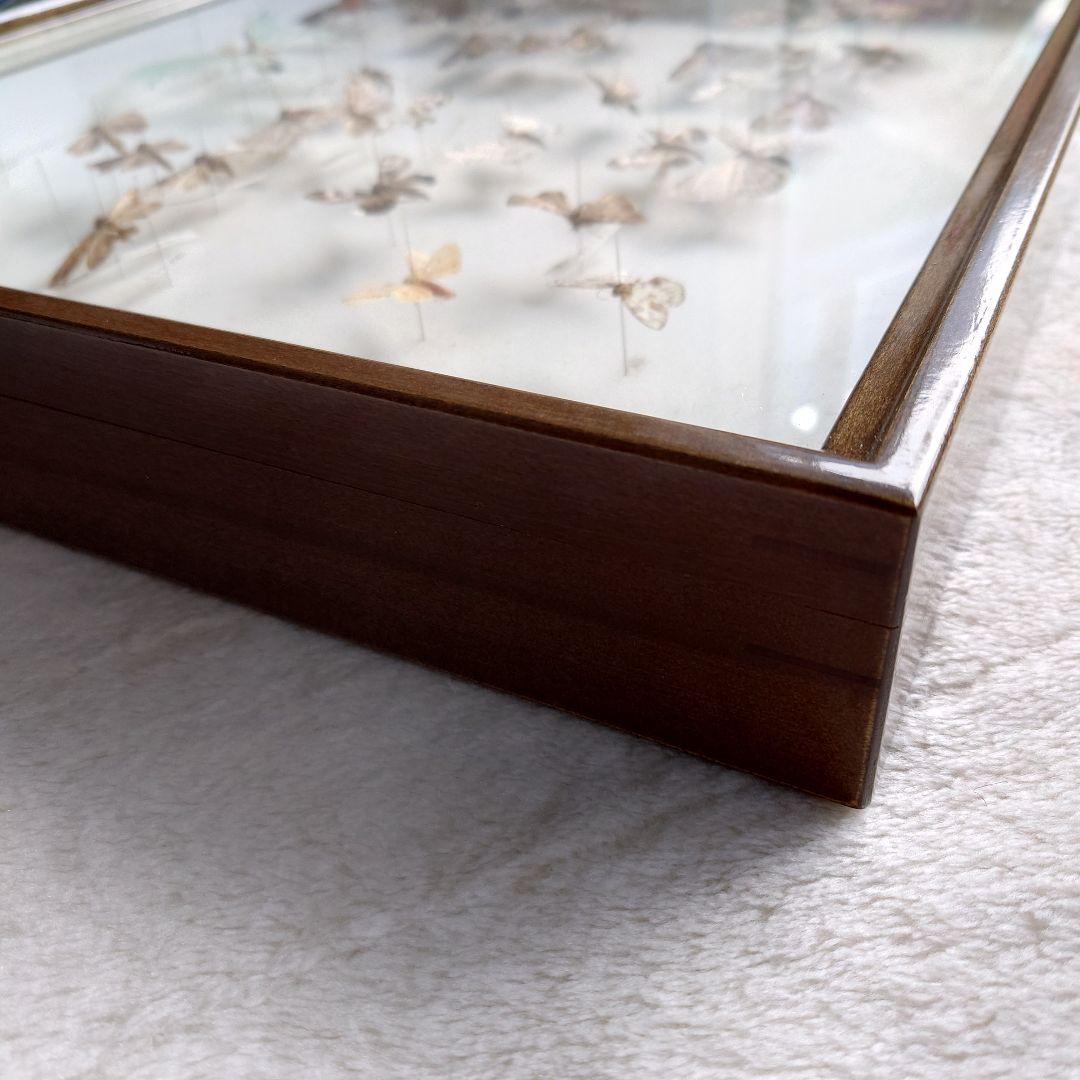 中古 標本箱 大型ドイツ箱 中野製作所 木製 ガラス ドイツ型箱 - メルカリ