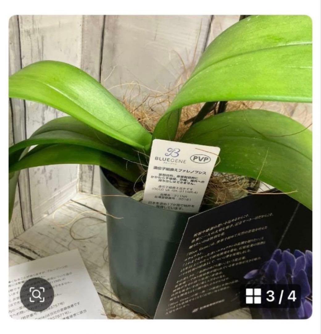 ⑥正規品 希少品種 胡蝶蘭 コチョウラン ファレノプシス ブルージーン