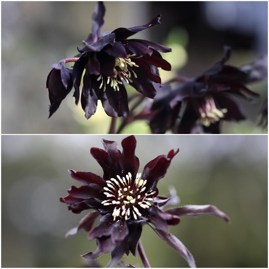 もり子様専用「歳末セール」クリスマスローズ 苗 セット