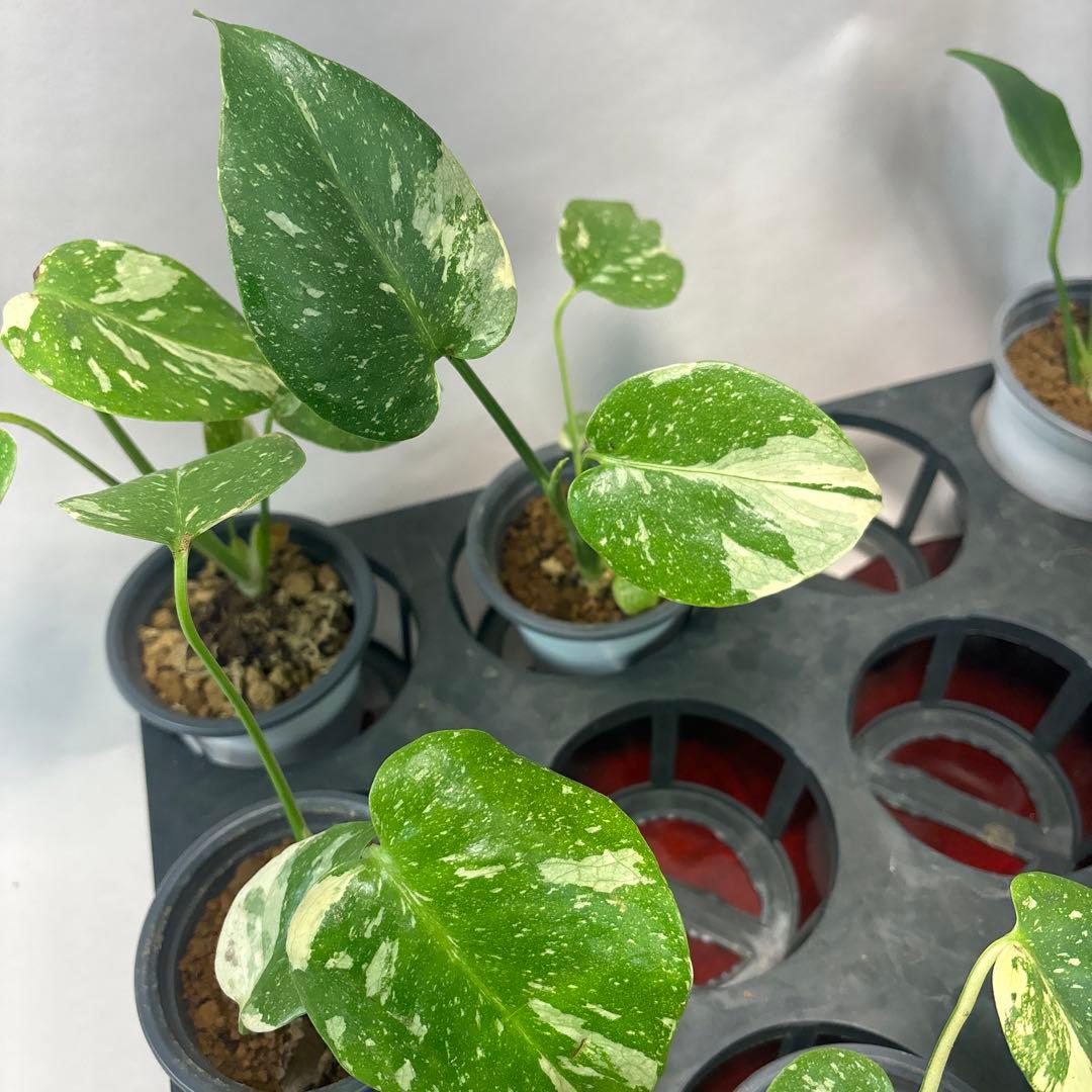 a17モンステラ・タイコンステレーション5株➕バールマルクスフレーム3株