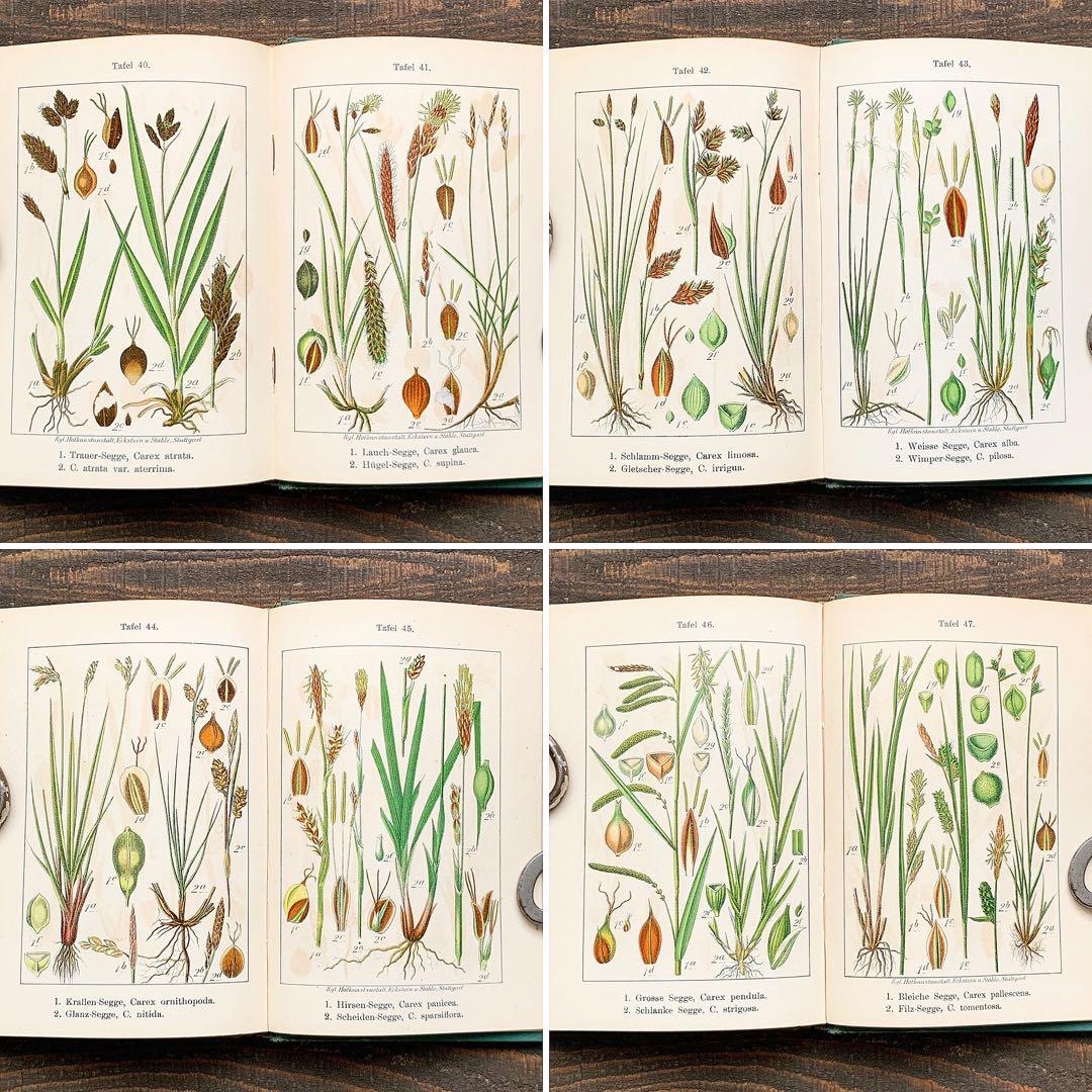 1900年]ドイツの古い植物図鑑/植物画 ボタニカルアート リトグラフ