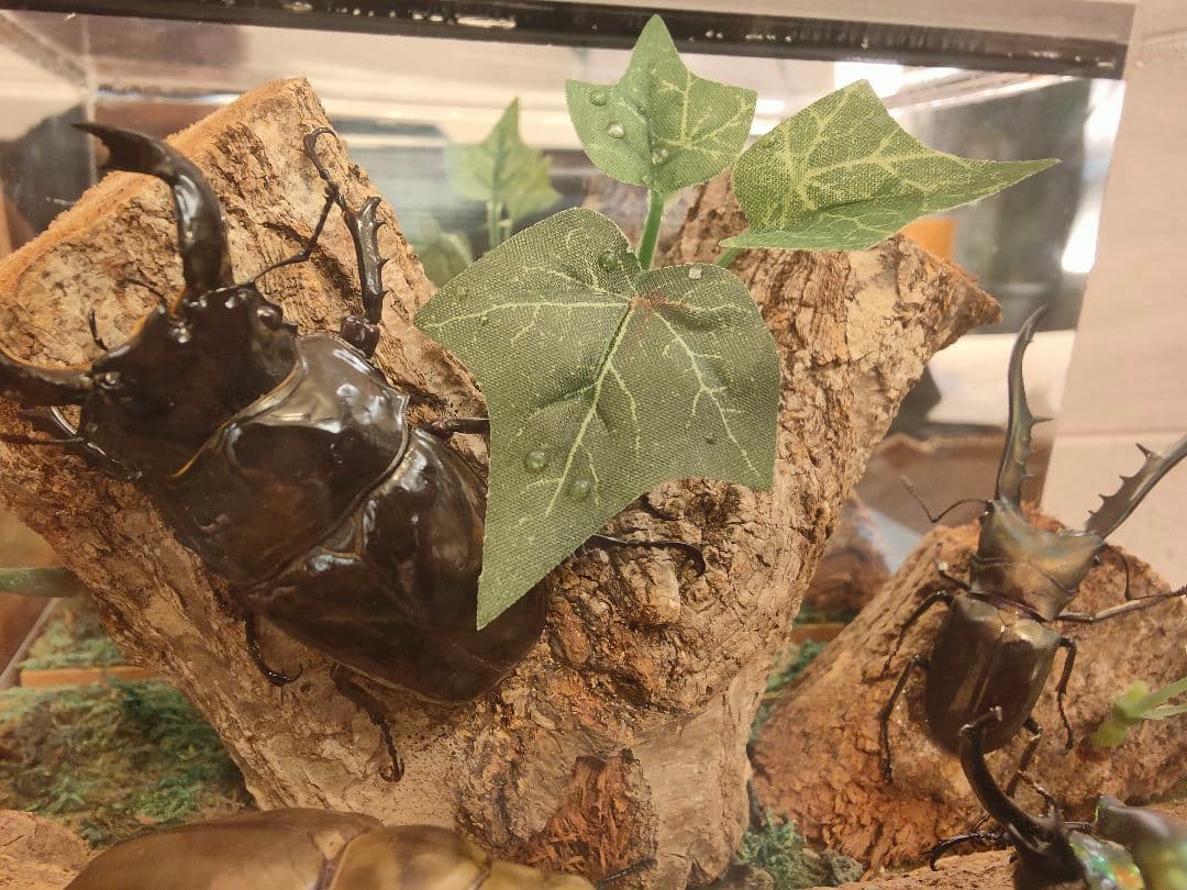 やべべ様 リクエスト 2点 まとめ商品 モルフォ蝶とクワガタの標本