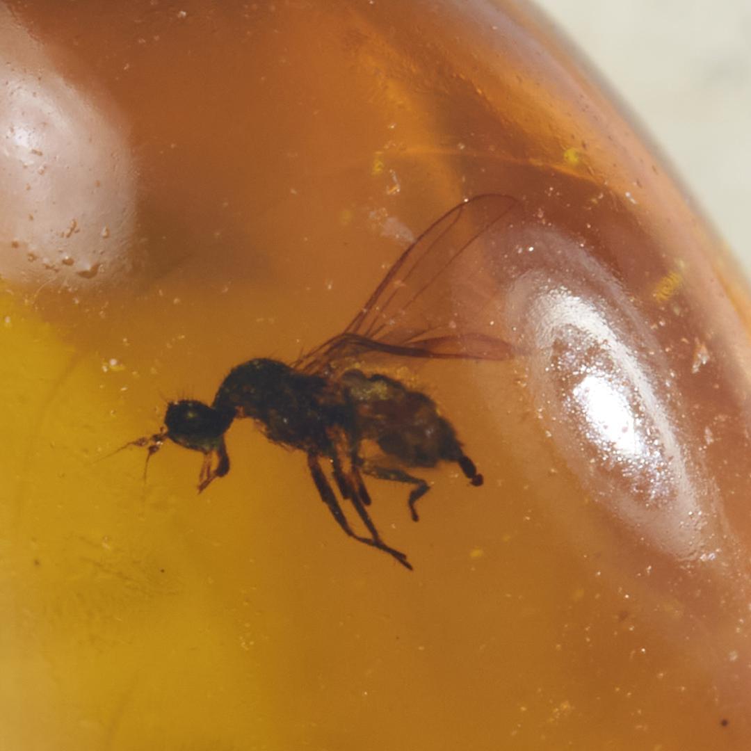 ZB338虫入り琥珀化石 ミャンマー カムティかタナイ産 9900万年前