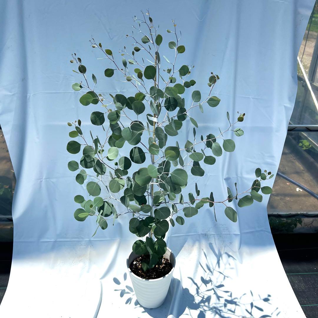 【an】ポポラス高さ120㎝前後、ロシアンオリーブ高さ120㎝前後　2本 園芸ネット本店｜ロシアンオリーブ（ホソバグミ）8号鉢植え の通販【公式】