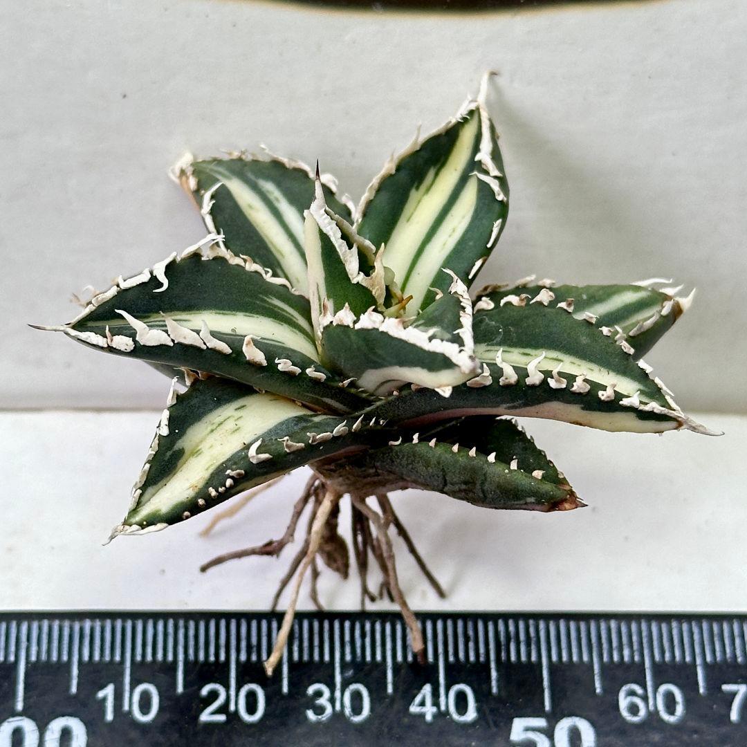 991【上澳園芸】 アガベ チタノタ 狼人錦 安定錦 - メルカリ