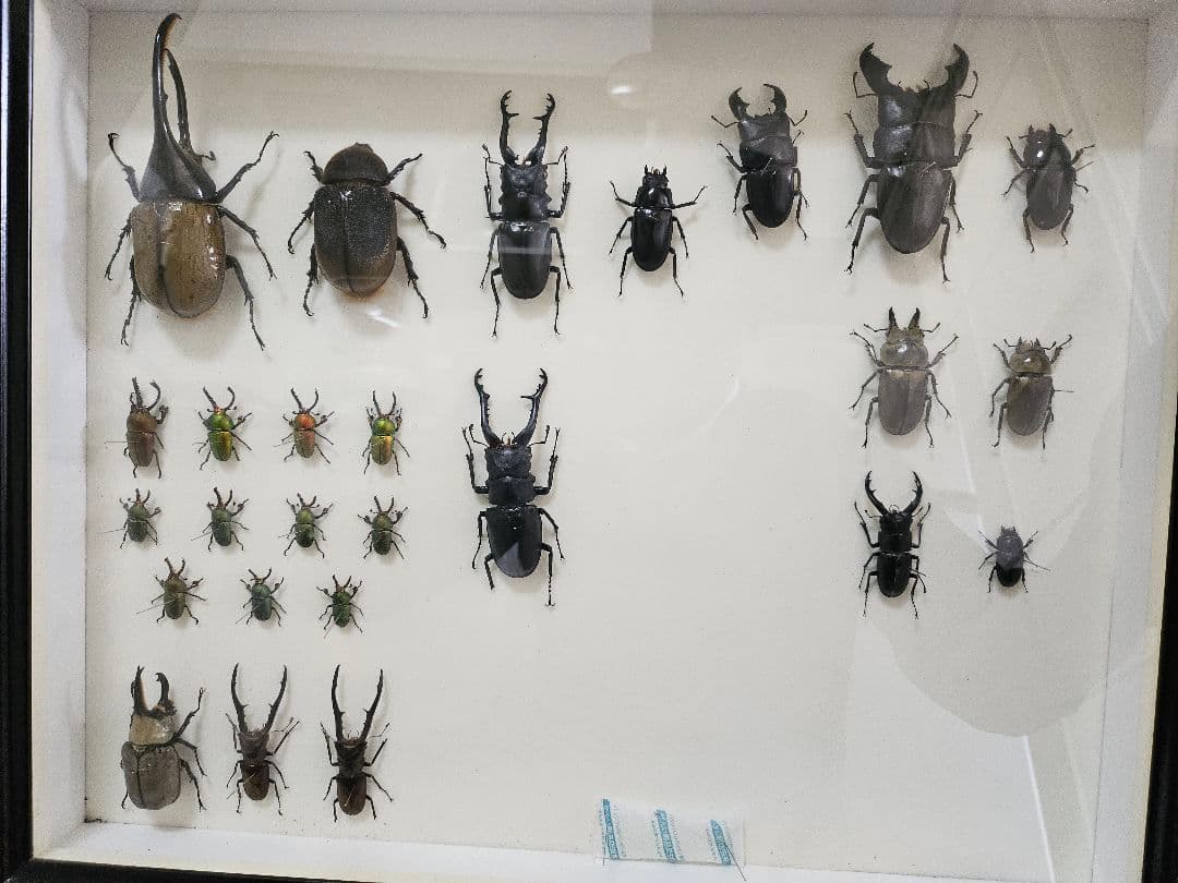 ラ*フ様 カブトムシ・クワガタ標本