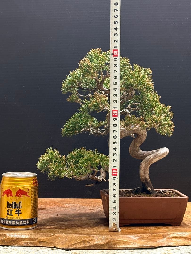 サービスオークション❗️盆栽]真柏 - メルカリ