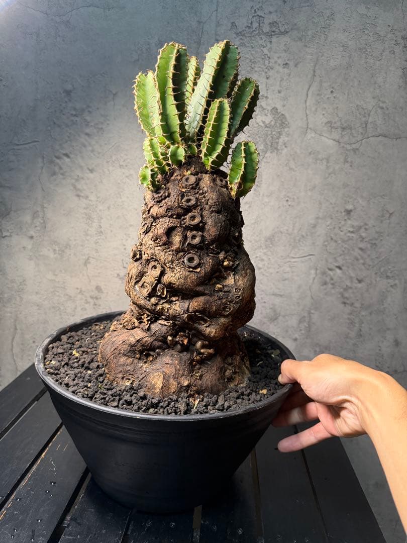 Kawasakiz1様. 【超特大・極上株】ユーフォルビア ムランジーナ 2026年最新】ユーフォルビアムランジーナの人気アイテム - メルカリ