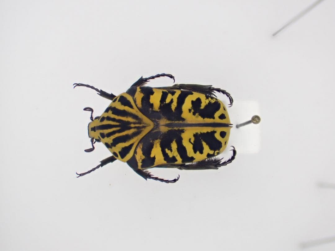 オオトラヒシムネハナムグリ オオトラフハナムグリとヒゲブトハナムグリ | 東京お気楽カメラ