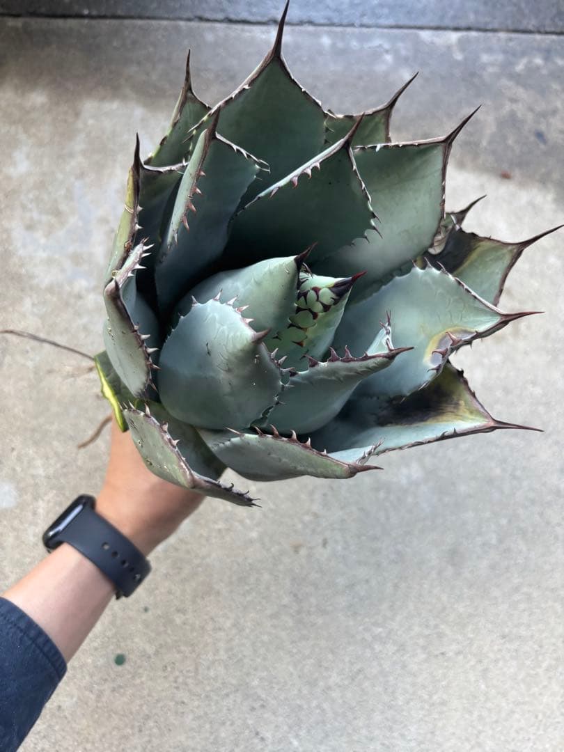 アガベ パリーハイブリッド 検索 吉祥天 リップルエフェクト オリザバ