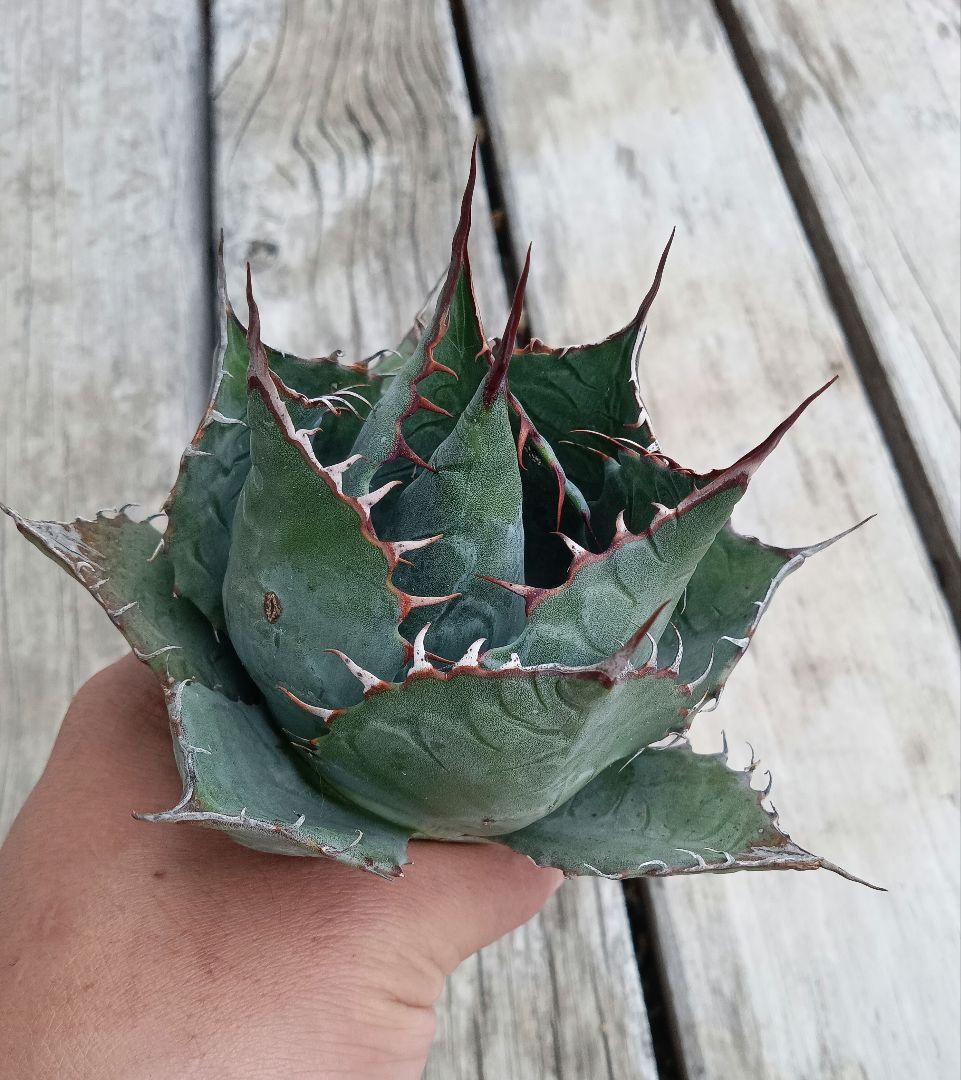 ト*キ様 アガベ ハイブリッド パラサナ エボリスピナ パライシ