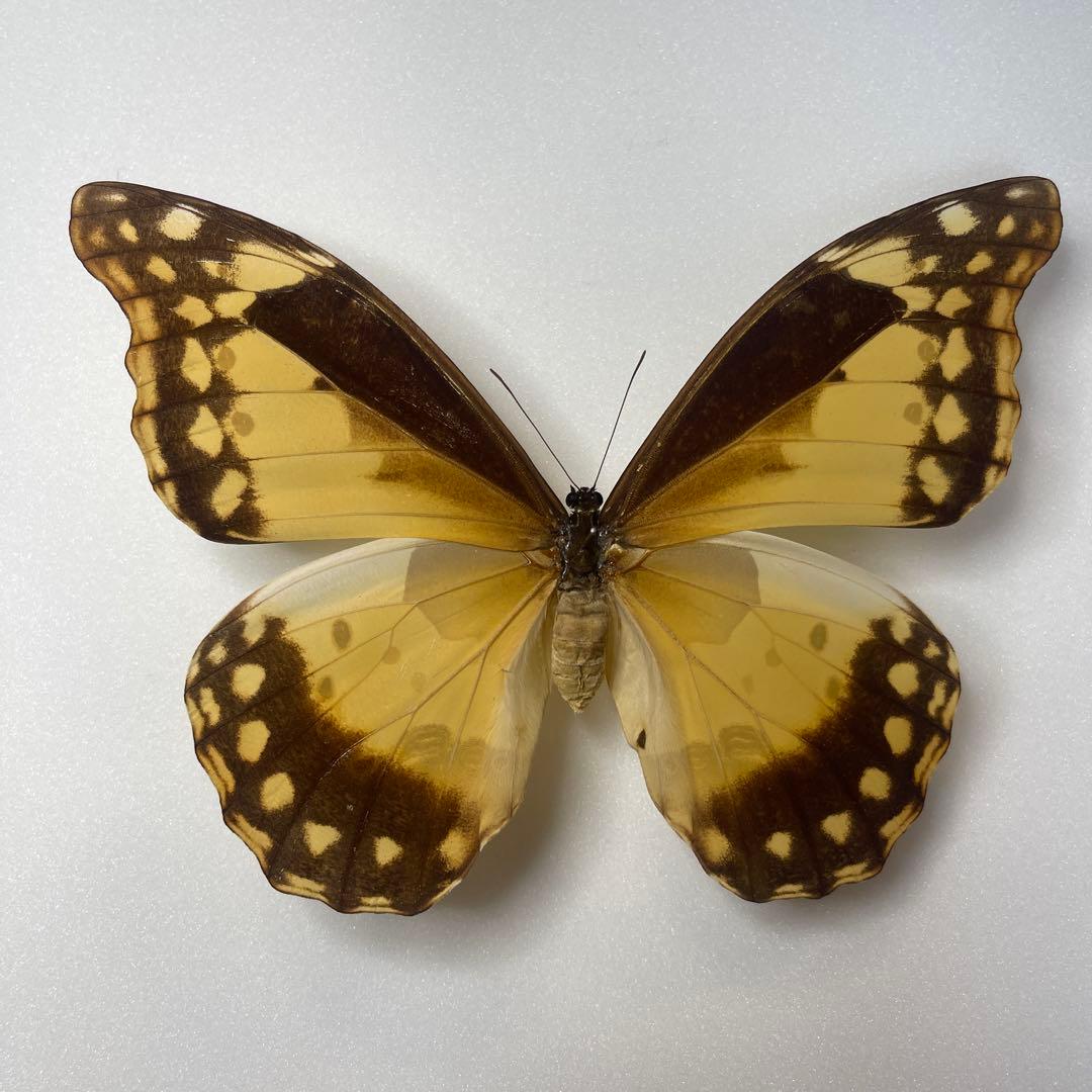 ヘレナモルフォ蝶標本♀ - メルカリ