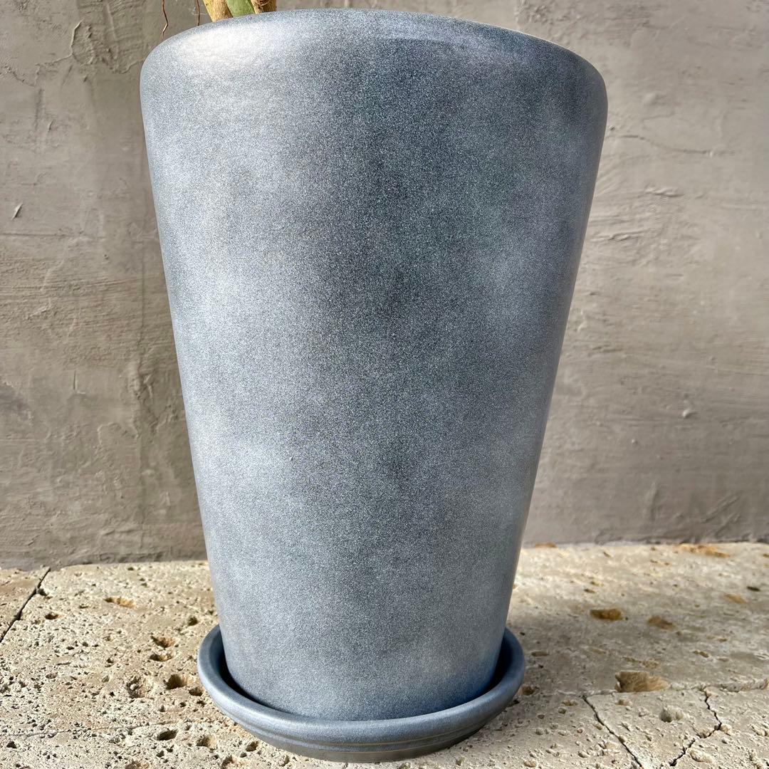 大型 シェフレラ アンガスティフォリア S字仕立て 陶器鉢 植え込み発送