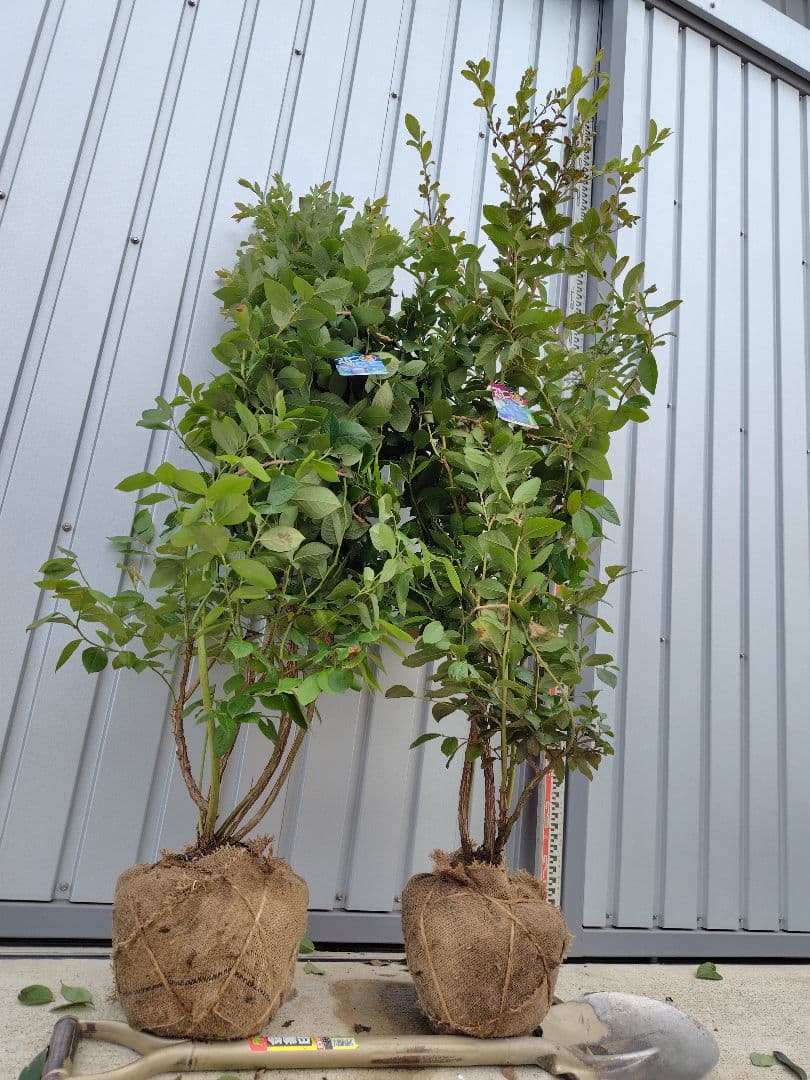 ブルーベリー苗オニール＆マグノリア大苗2本セット - メルカリ