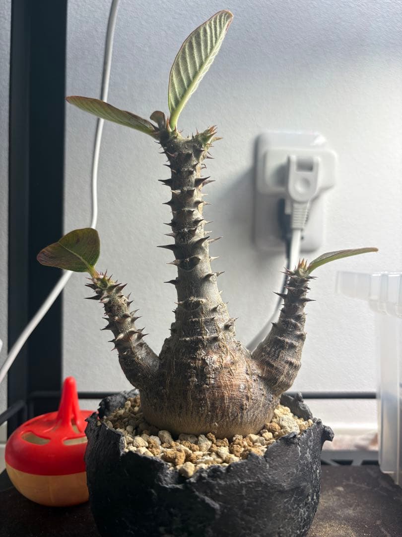 パキポディウム・ウィンゾリー 鉢付き パキポディウム ウィンゾリー×伝市鉢 | GREEN LUCK