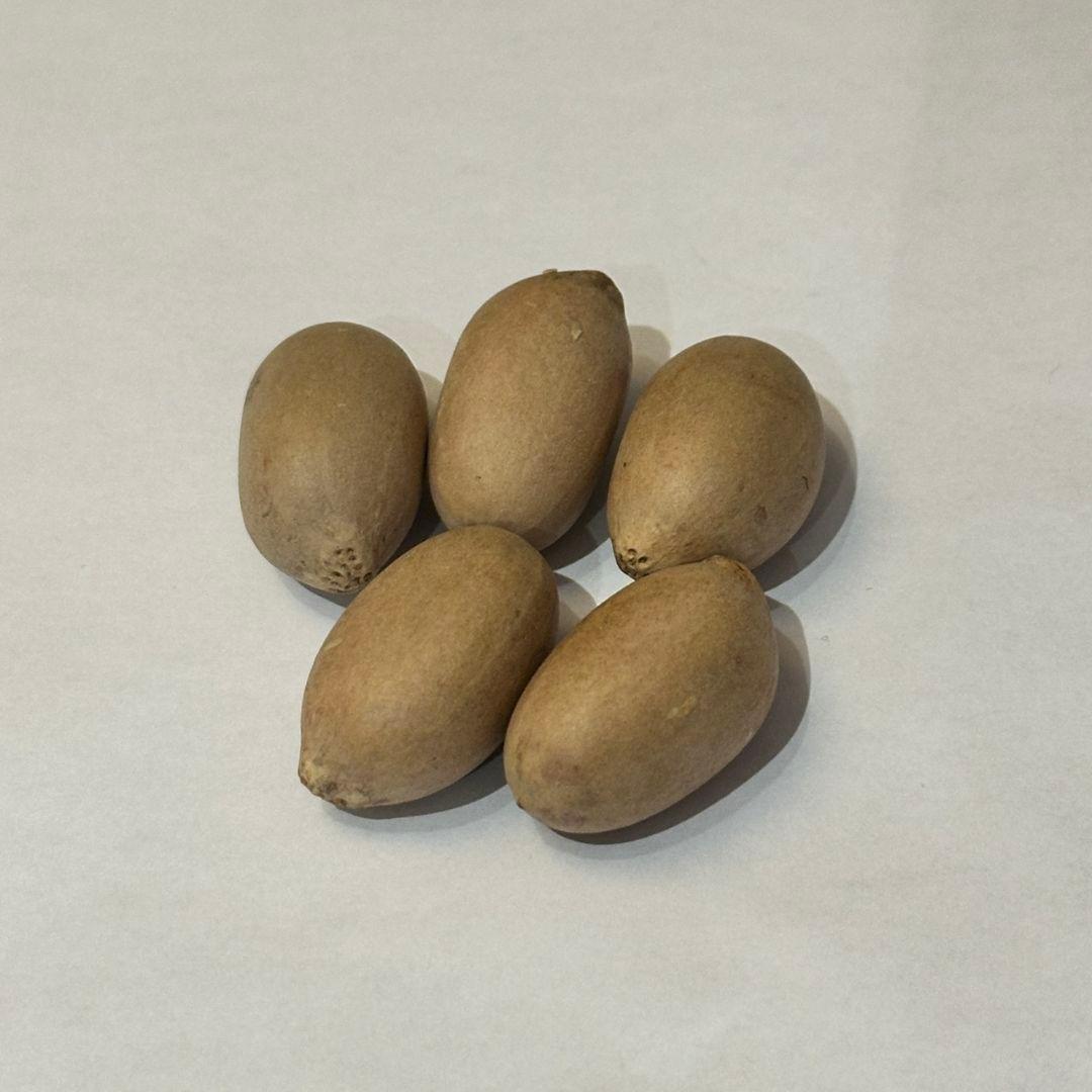 正規輸入種子1粒 エンセファラルトス アレナリウス トゥルーブルー 激レア！現品お届け】エンセファラルトス アレナリウス（Enephalartos