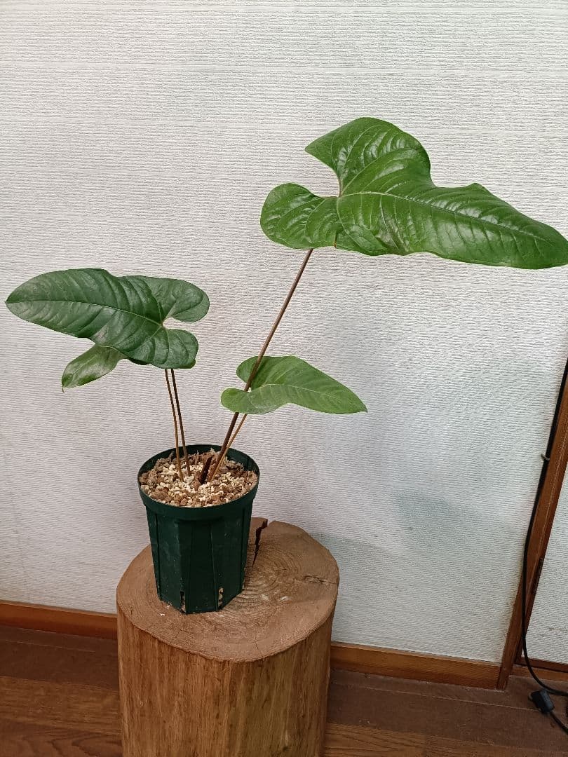 Anthurium ivanportillae アンスリウムイヴァンポルティラエ - メルカリ