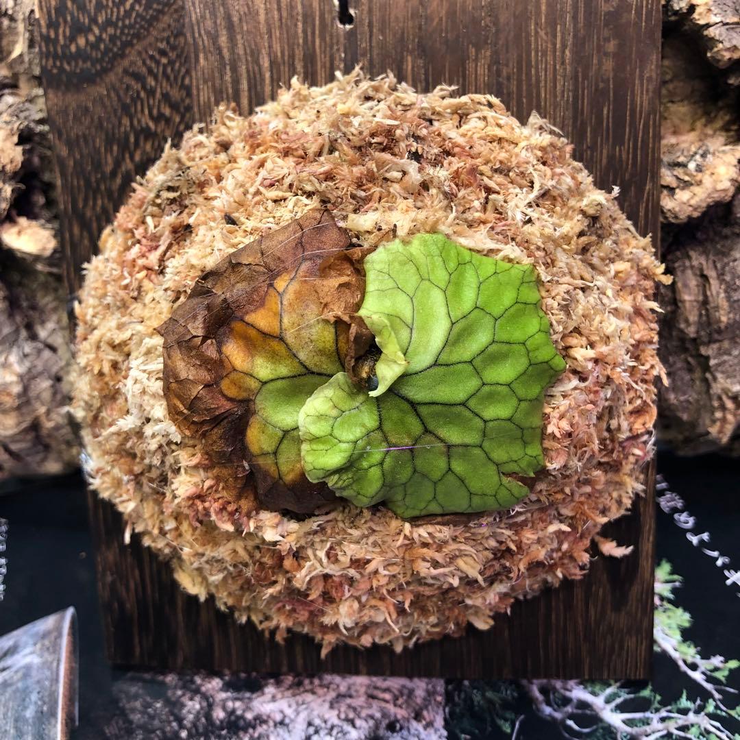 ビカクシダ リドレイ シルベリー マダガスカリエンセ 3株セット 板付け