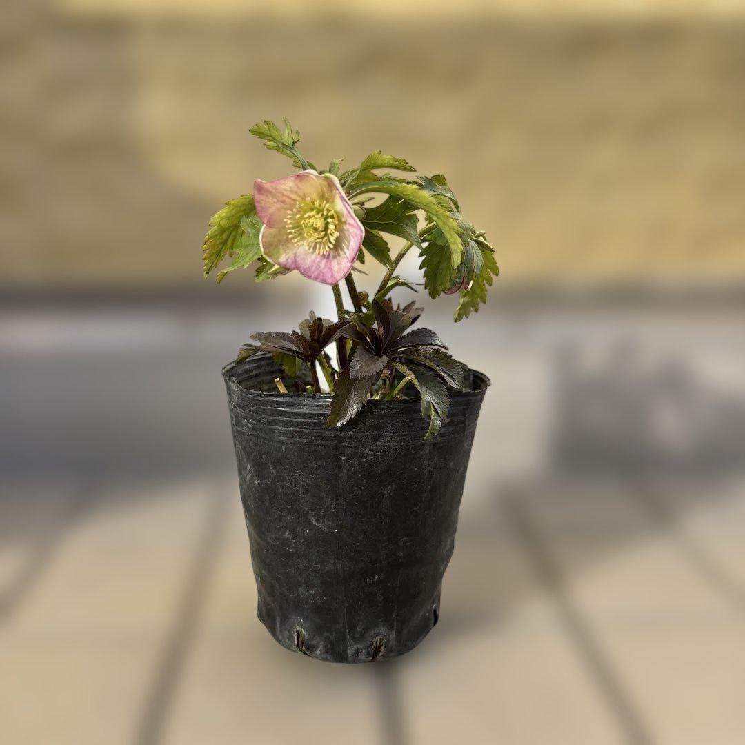 ポーセリンss 大木ナーサリー クリスマスローズ タグ付き 現品 開花株