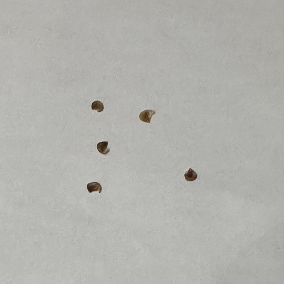 エンコリリウム アガボイデス 種子3粒 encholirium dyckia - その他