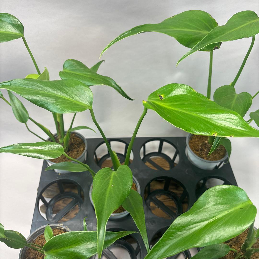 5株セットms45ちょっと傷あり モンステラ バールマルクスフレーム