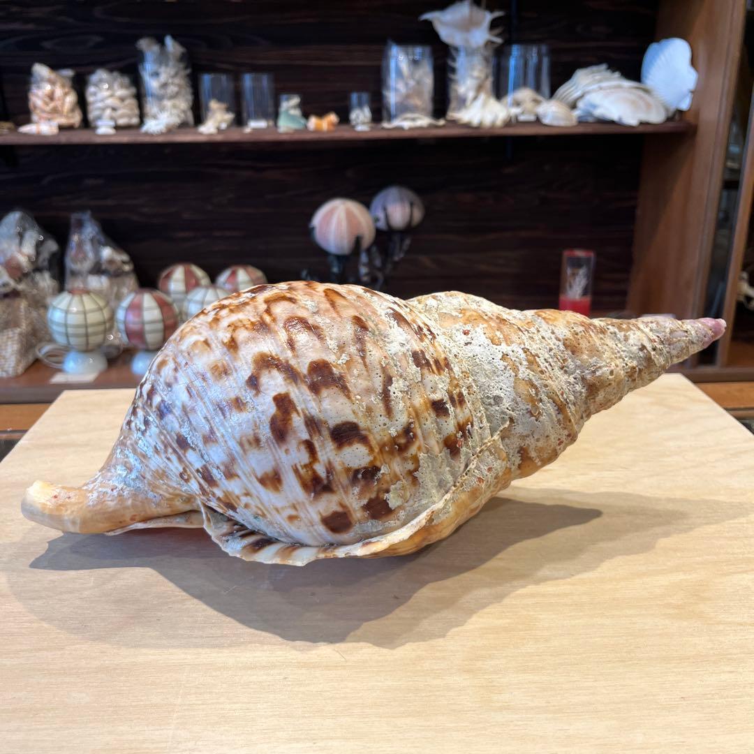 激レア　長崎県産　法螺貝　ホラガイ　1.28kg