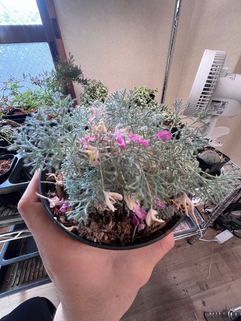 サウコカウロン ペニクリナム 大株 ラスト