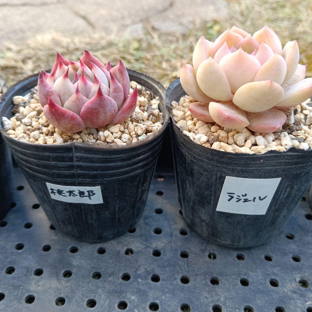 ⑤【ポットごと】10種セット☆多肉植物☆メルカリ便 - メルカリ