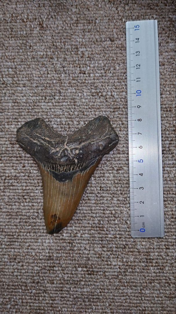 メガトロン 歯 化石 サメ 約9cm メガロドンやティラノサウルス…歯で見る生物の不思議 - 産経ニュース