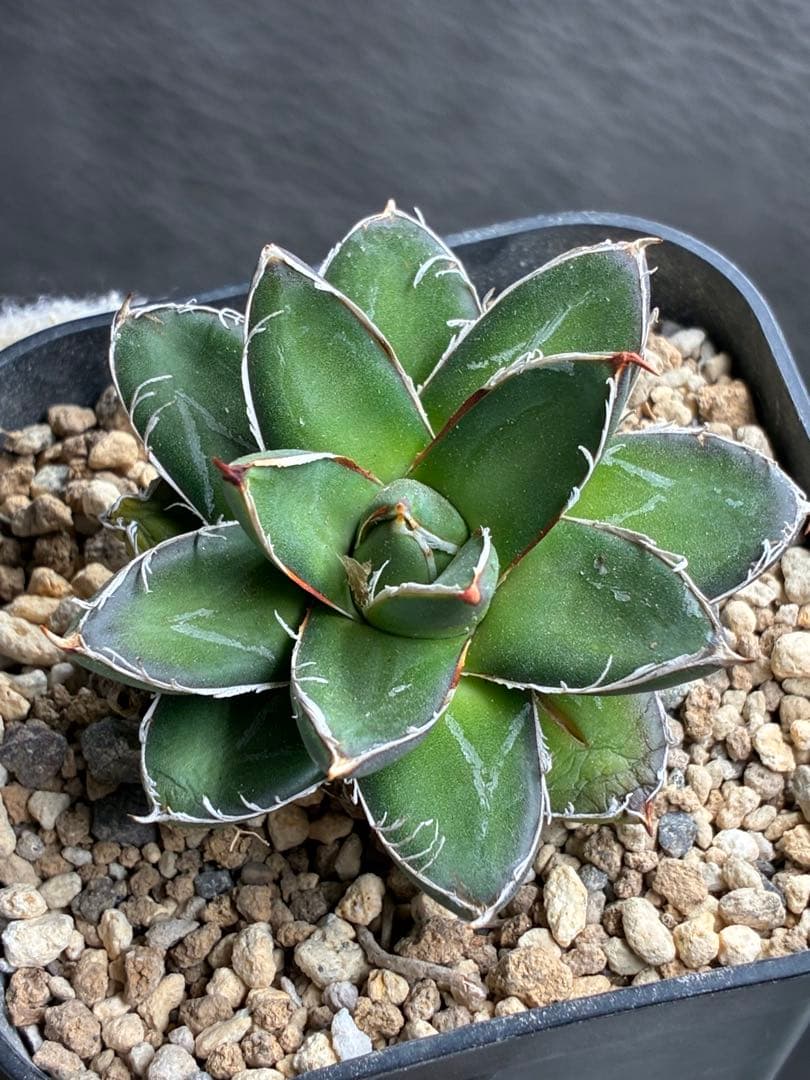 アガベ ピンキー 王妃笹の雪B型 極白 超希有 極上美品 - メルカリ