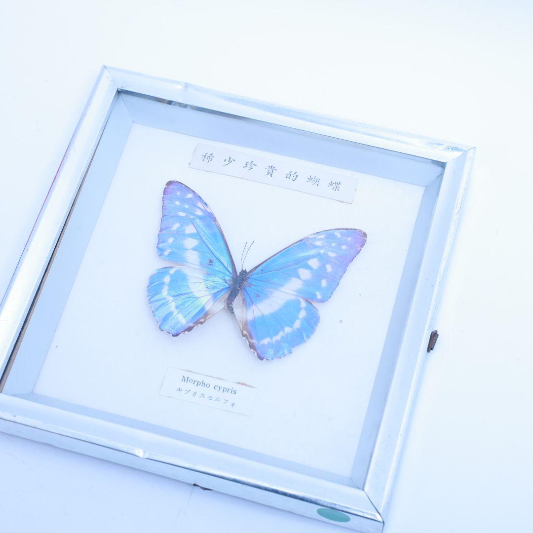 キプリスモルフォ 標本 額入り 稀少珍奇的胡蝶 - メルカリ