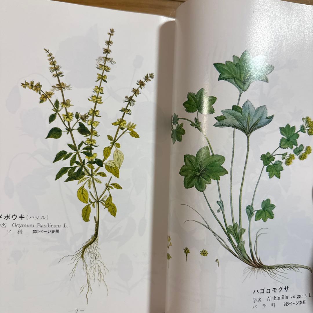 メッセゲ氏の薬草療法 ハーブ 薬草 自然療法 本 自然の友社 モーリス