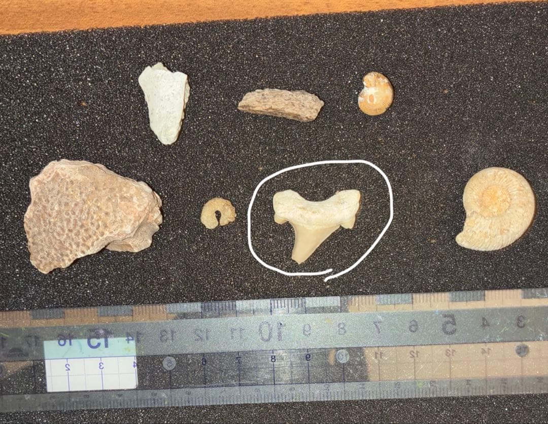 ひでさん様専用 化石セット