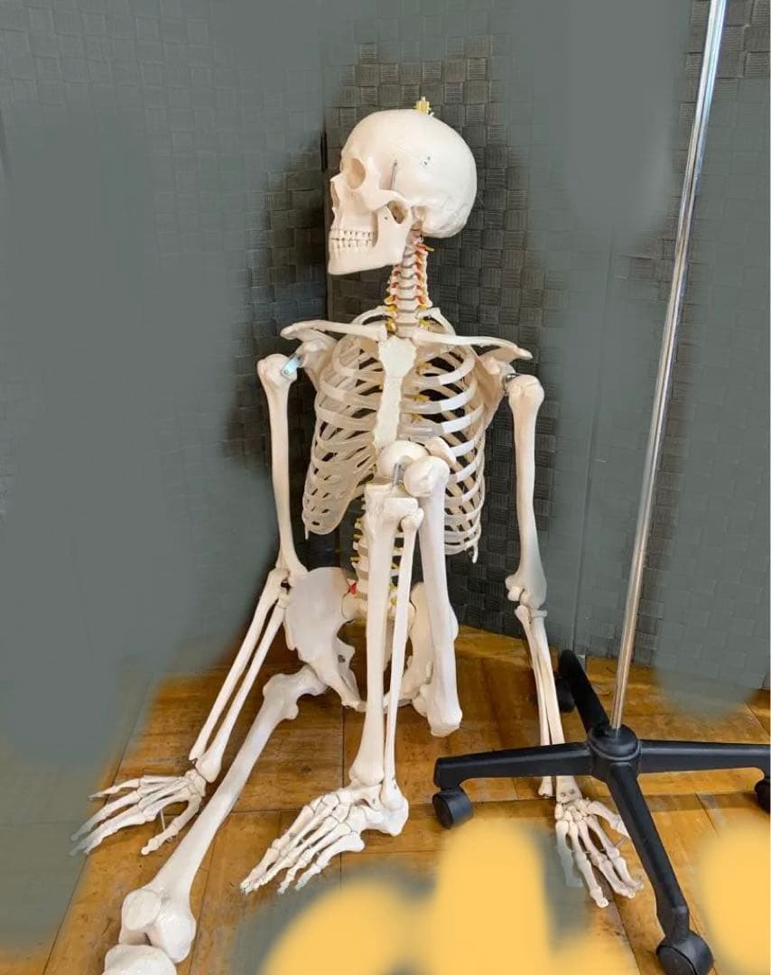 人体模型 約160cm 楽天市場】内臓人体模型男性85cmGX-201パーツ取り外し可内臓模型