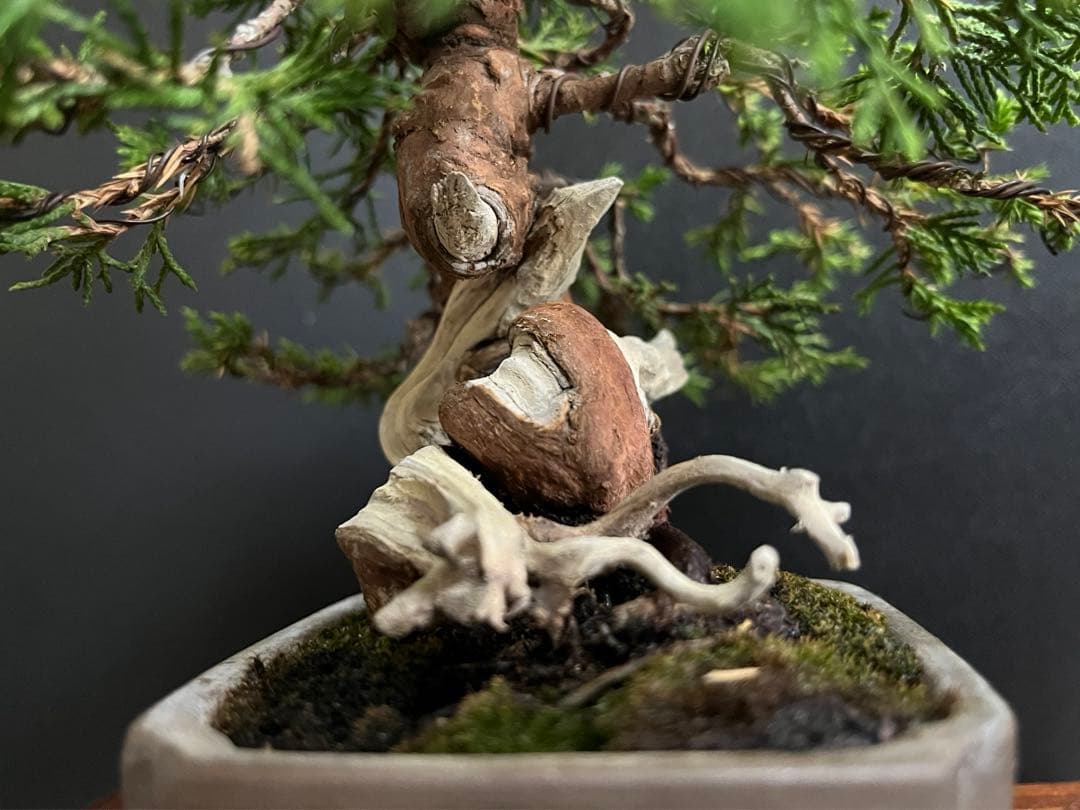 真柏盆栽 糸魚川真柏 捻転シャリ幹 樹高13cm 小品盆栽 (黒松、五葉松