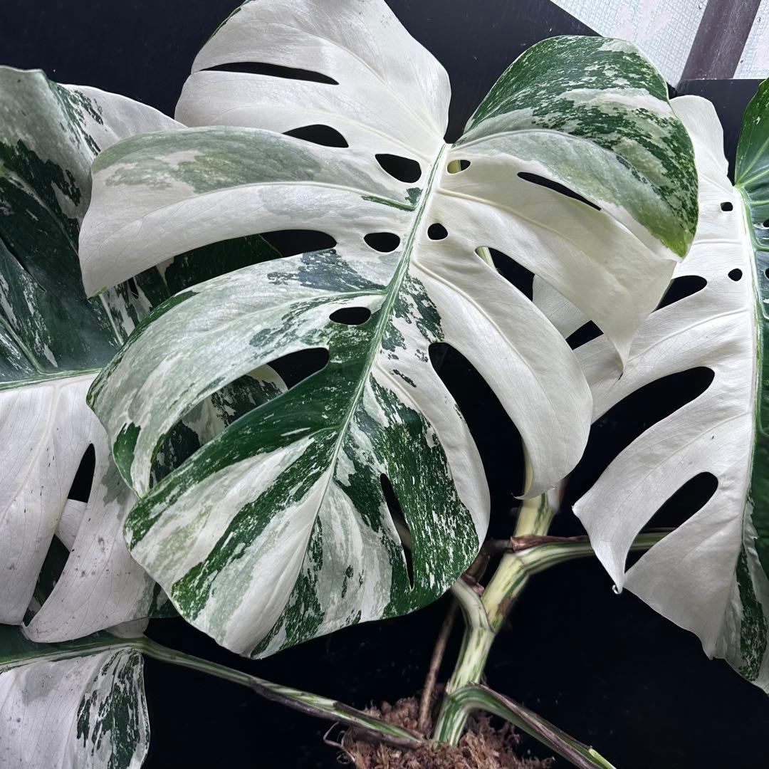 斑入りモンステラ ホワイトタイガー極美大株76cm白斑多