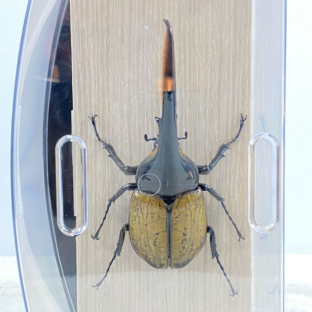 大型】ヘラクレスオオカブト（ヘラクレス）のオブジェ（標本） - メルカリ