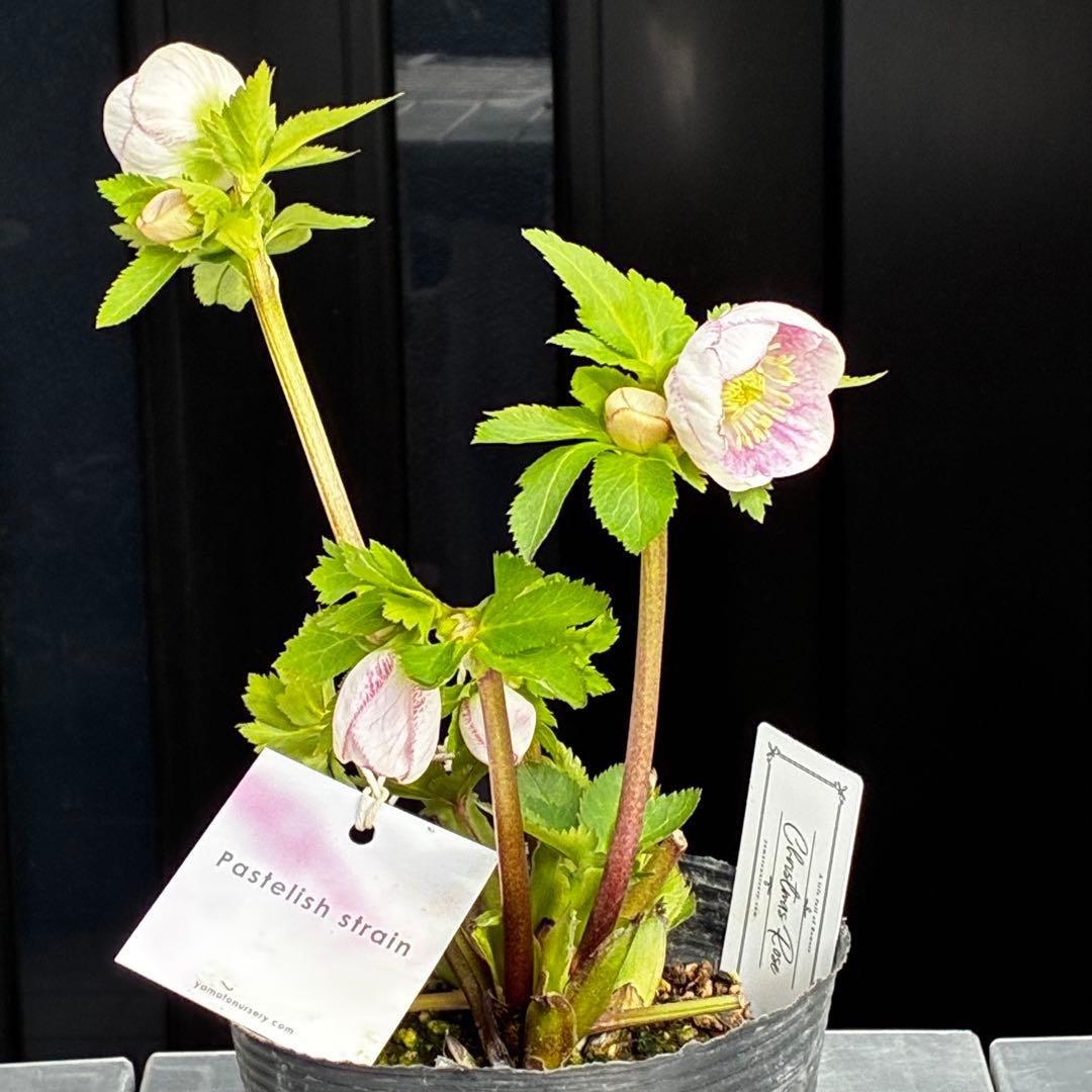 か*み様 3560☘️蕾花タグ付き☘️パステリッシュストレイン⭐️小輪⭐️優しい