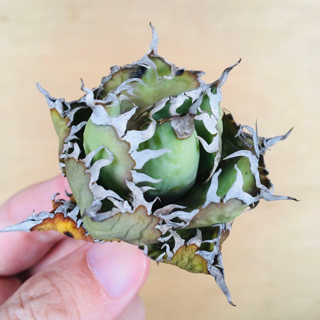 1 フィリグリー コンパクト ボールタイプ 矮性ミニTC株 アガベ チタノタ