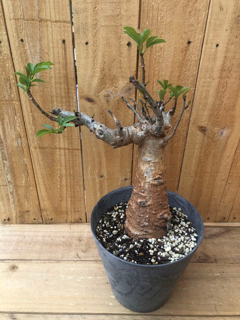 ✨バオバブの木 アダンソニアディギタータ 抜苗 セネガル 星の王子さま