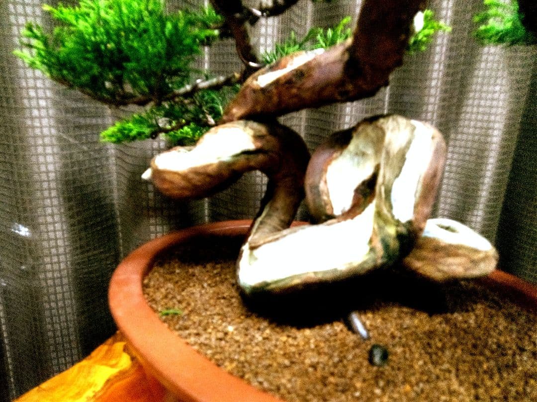 貴風 糸魚川真柏盆栽】 ⭕幹曲一級品❗ ☆あきちゃん様…