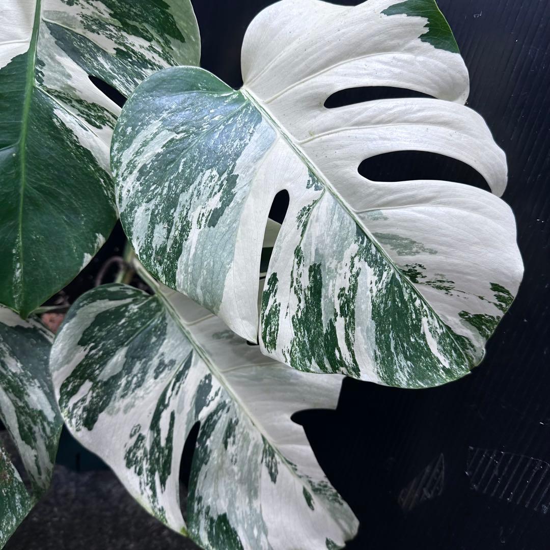斑入りモンステラ ホワイトタイガー極美大株71cm白斑多 - メルカリ