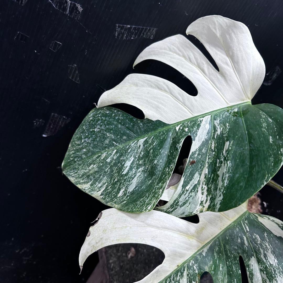 斑入りモンステラ ホワイトタイガー極美大株71cm白斑多 - メルカリ