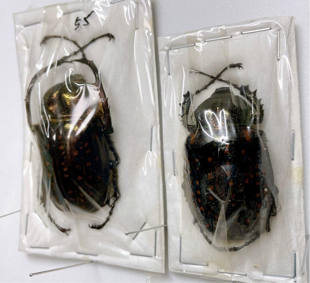 テルヌマテナガコガネ　♂♀